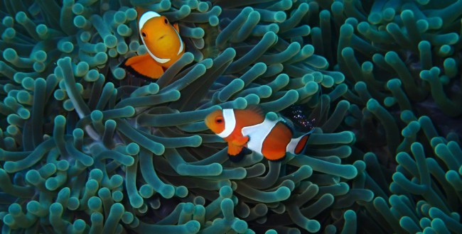 かくれくまのみ2