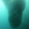 S__44785669