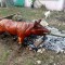 IMG20210912062039